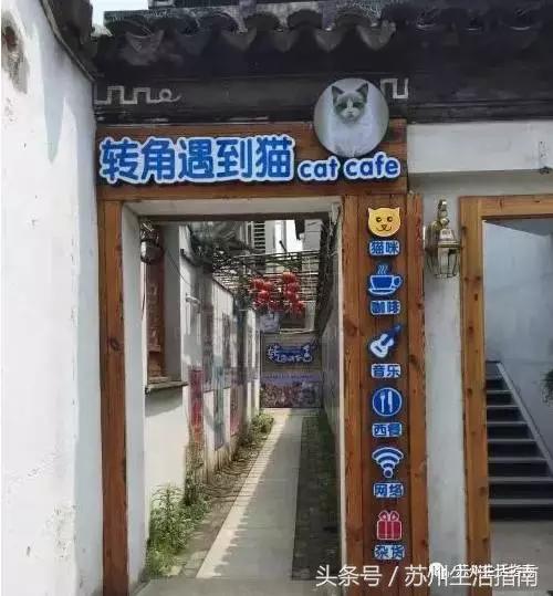 撸猫撸狗好去处苏州,苏州可以撸猫的园