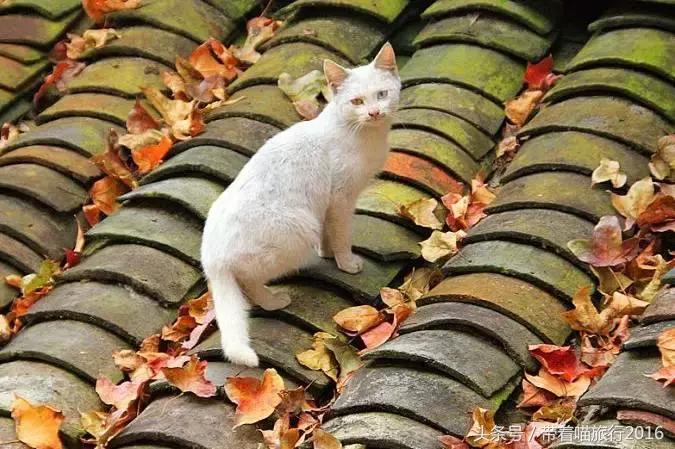 探访龙泉古村,龙泉古镇的美景