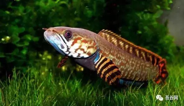 农村养殖哪些动物又好养又赚钱呢,特种养殖十六种动物有哪些品种