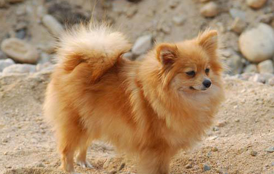 狗狗不想吃东西拉便便正常,狗狗一直呕吐但是便便正常