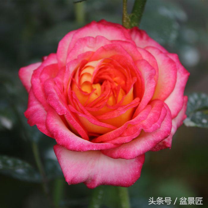 月季吐水怎么回事,月季缺水了怎么救治好