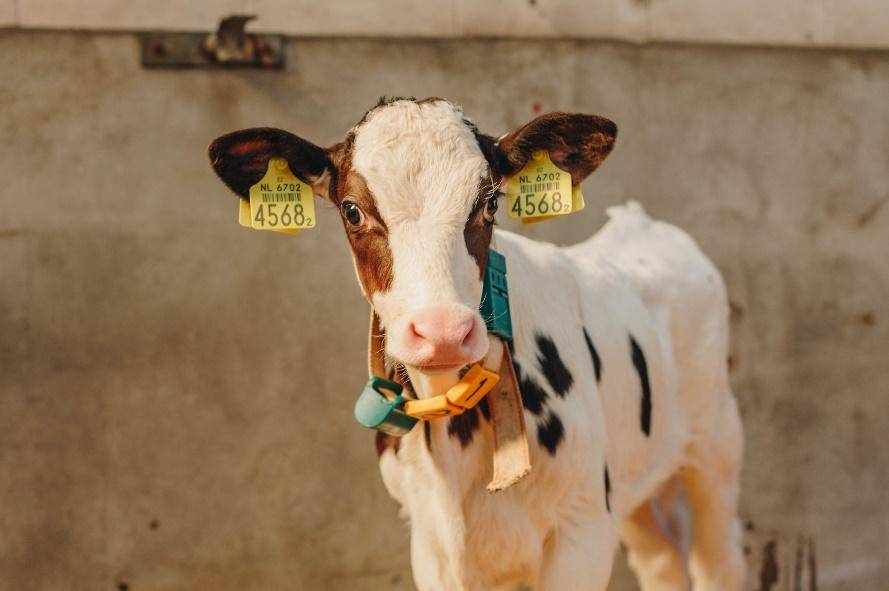 2年前,马云说“爱吃荷兰奶酪”,2年后,荷兰“送”来一片牧场