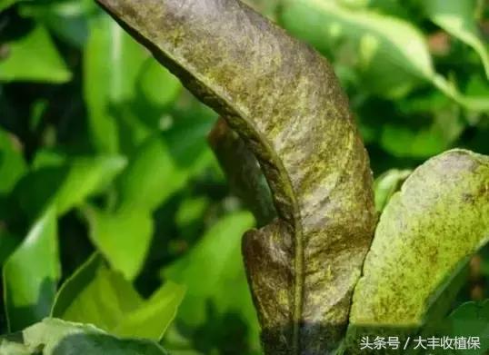 柑橘锈壁虱爆发期来临,柑橘颜值杀手锈壁虱如何防治