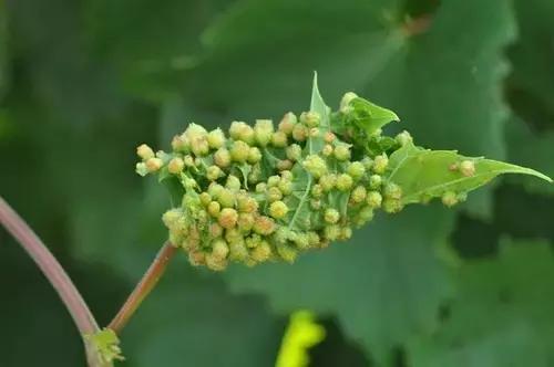 葡萄二星叶蝉虫害防治方法,葡萄的虫害有哪些