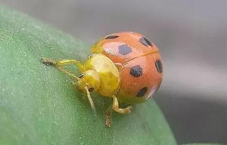 葡萄二星叶蝉虫害防治方法,葡萄的虫害有哪些