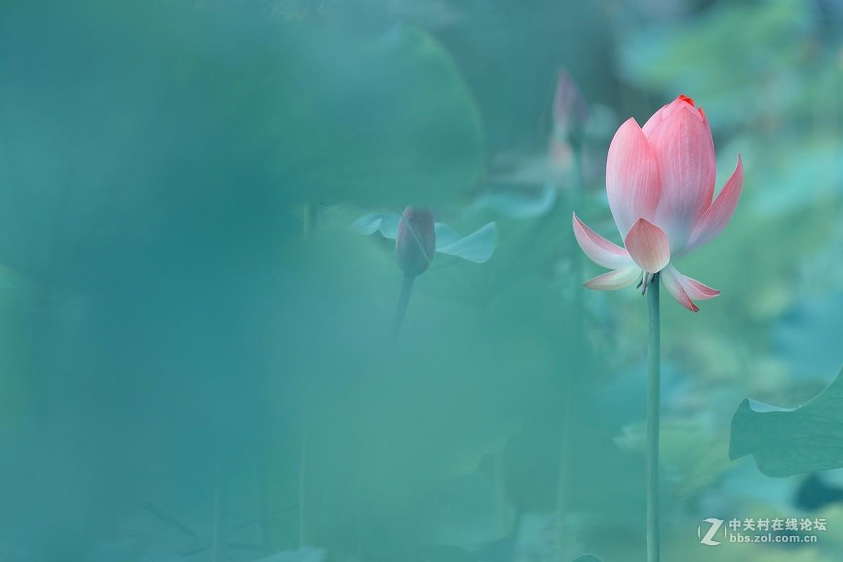 雨打梨花落柳絮飞 (两岸鸳鸯两处飞相逢知几时解释)