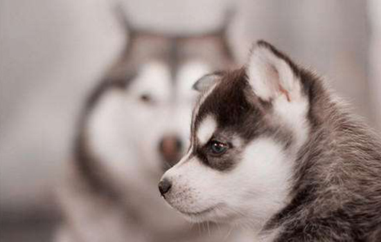 哈士奇的喂养方法视频,最正确的哈士奇饲养方法