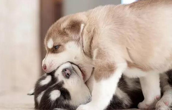 哈士奇不吃东西怎么办尿黄,哈士奇不吃钙片怎么办