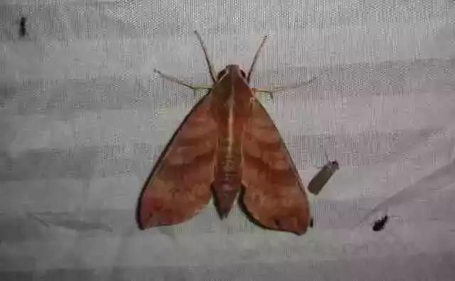 葡萄二星叶蝉虫害防治方法,葡萄的虫害有哪些