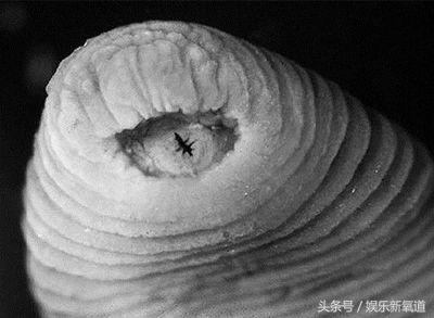 世界十大不可思议生物,十大未知神秘生物