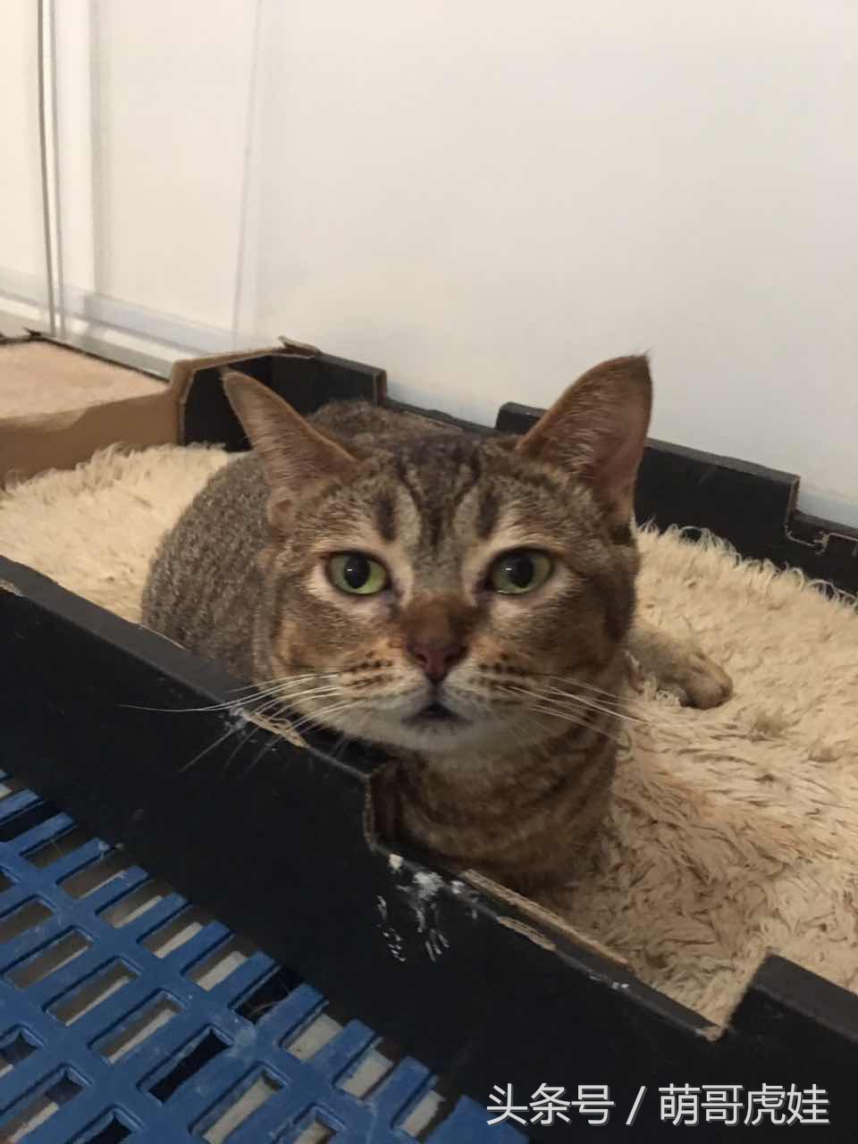 喵星人睡觉懒散,猫咪睡得太死叫不醒正常吗