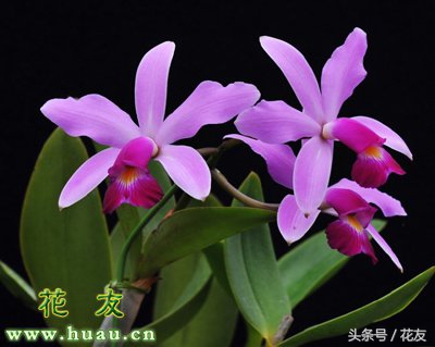 卡特兰和兰花哪个好养,卡特兰兰花