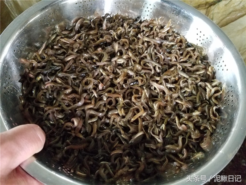 养殖泥鳅有前景吗现在,适合穷人养殖泥鳅创业暴利资讯