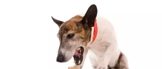 狗狗呕吐别着急,狗狗呕吐怎么看是肠胃炎还是细小