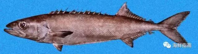 鳕鱼科普小知识,鳕鱼cod科普