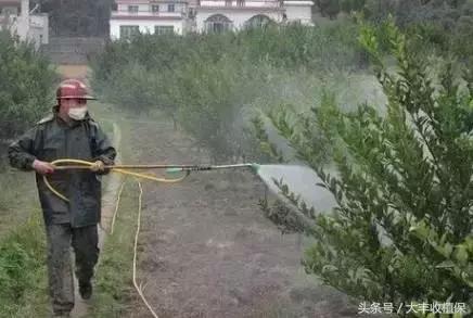 柑橘锈壁虱爆发期来临,柑橘颜值杀手锈壁虱如何防治