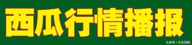 各地西瓜价格最新行情,2023西瓜行情实时报价