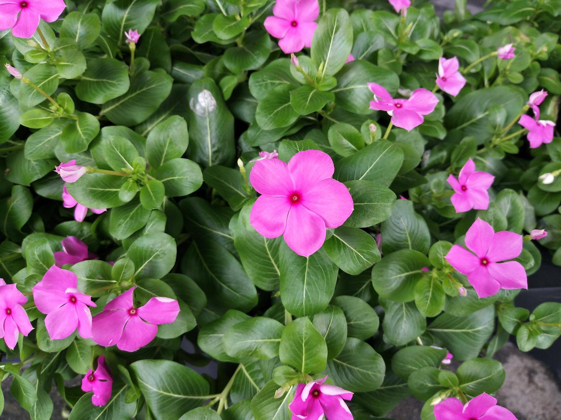 vivox90s日常体验,vivox90s拍照效果实测