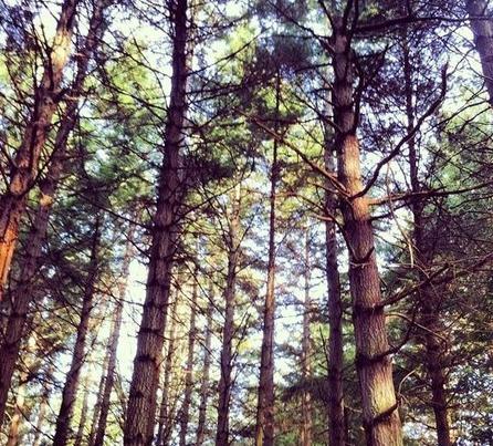 林肯公园名字由来,林肯公园是什么意思