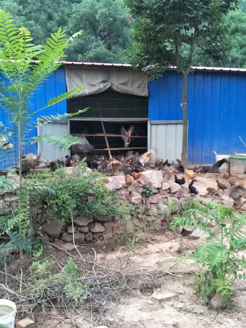 大蒜乌骨鸡,大蒜公鸡