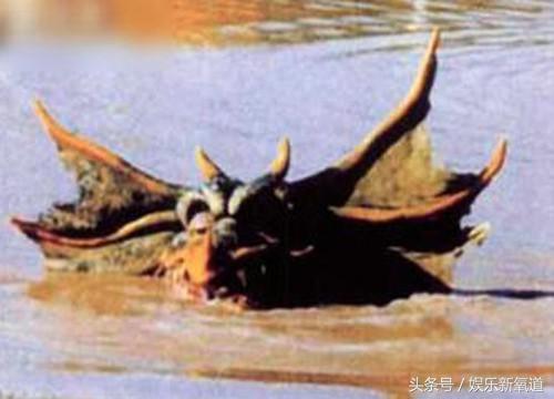 世界十大不可思议生物,十大未知神秘生物