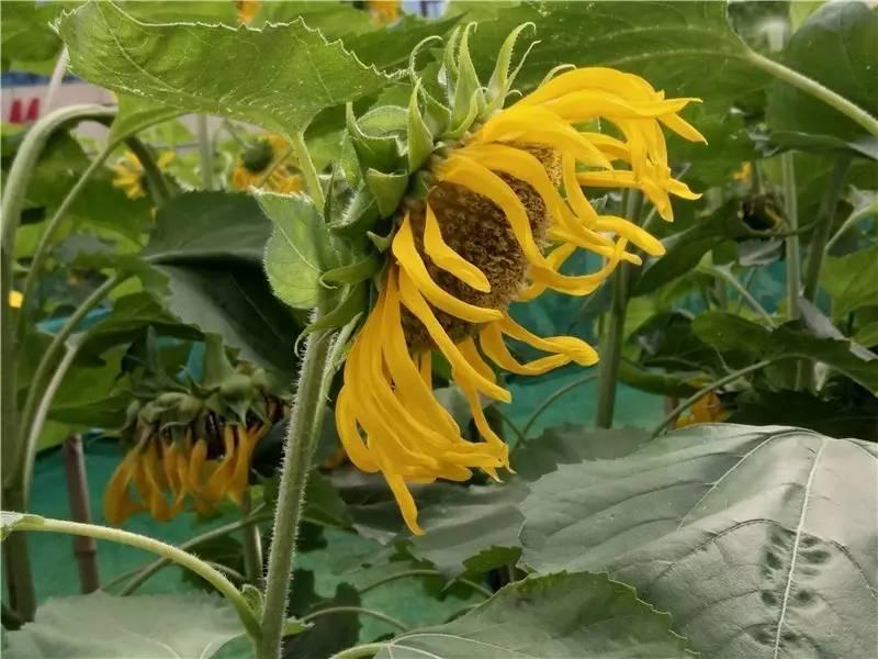 vivox9s测评方法,vivox9s测评视频