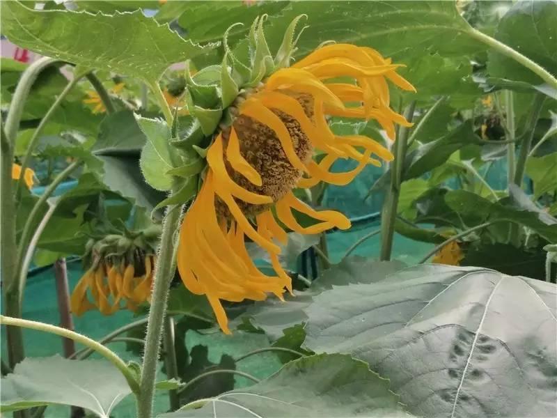 vivox9s测评方法,vivox9s测评视频