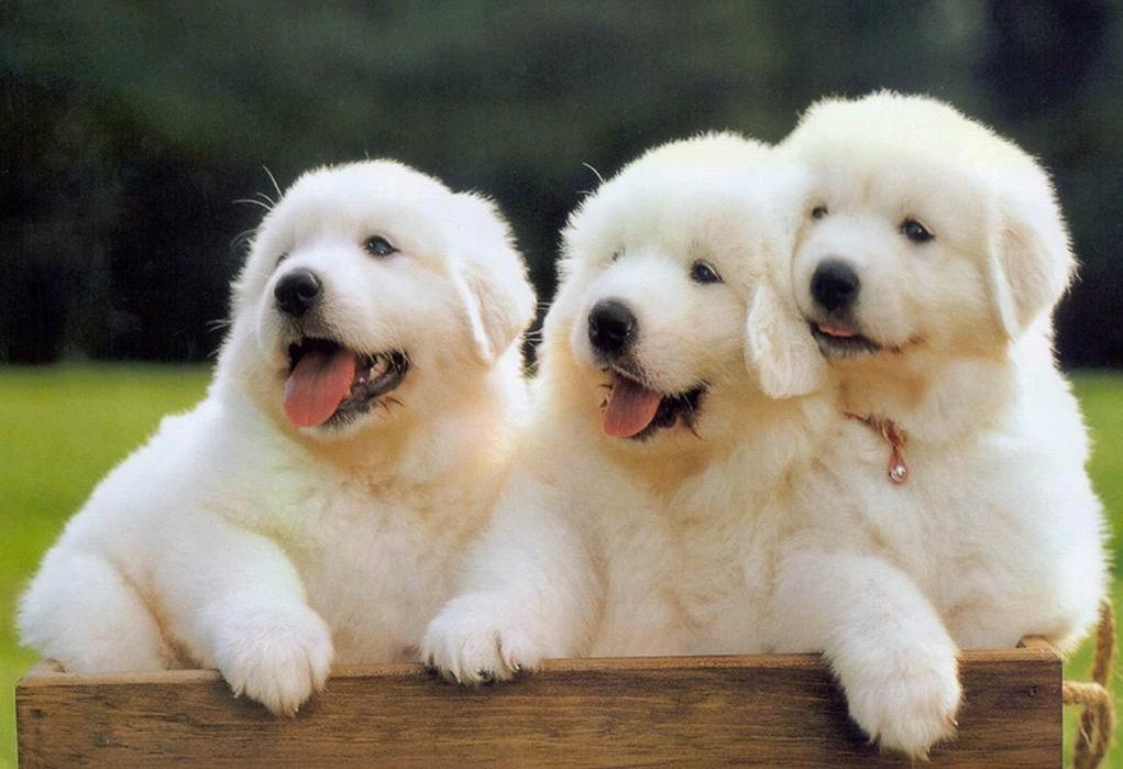 女子被狗咬伤后4针狂犬疫苗,被狗咬伤是否要打5针狂犬疫苗