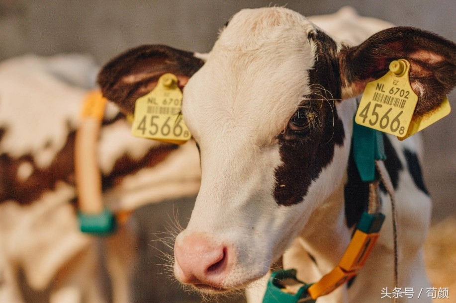 各国争抢全球黄金奶源带,网友评论:别争了,都在天猫国际呢!