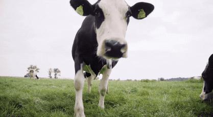 各国争抢全球黄金奶源带,网友评论:别争了,都在天猫国际呢!