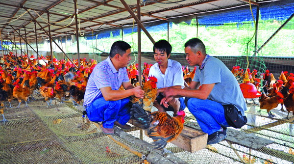 鸡中暑怎么解决,鸡中暑了怎么办最快解决方法