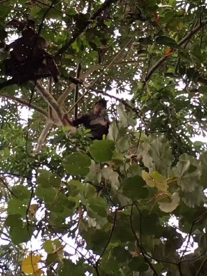 金刚菩提怎么区分大小金刚,红皮金刚菩提和黄皮金刚菩提