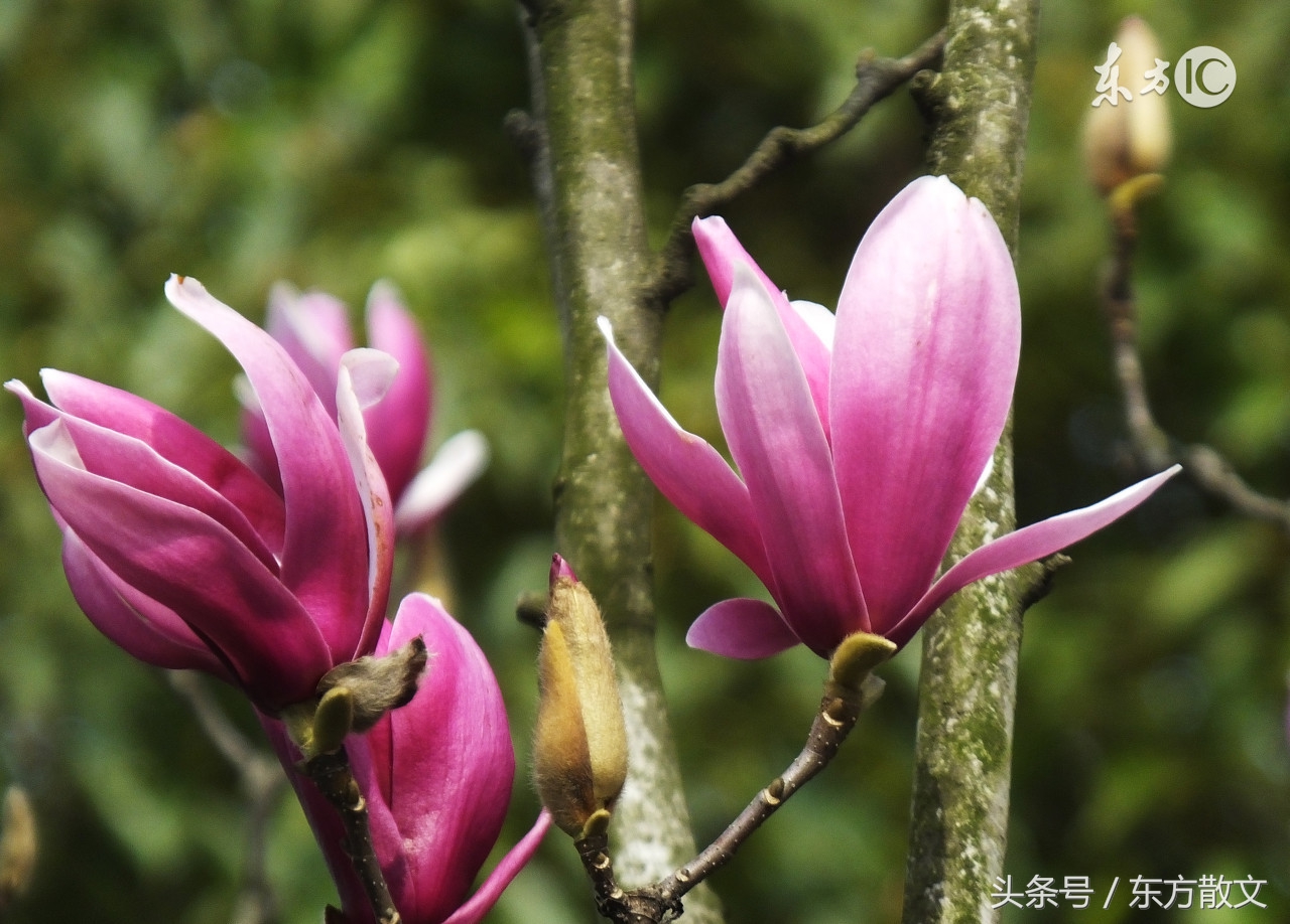 药王谷野山花径,药王谷的大花树是什么树