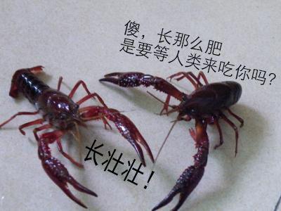 有必要去学习小龙虾技术吗,想学小龙虾应该从哪里做起