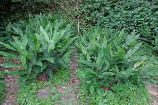 这种蔬菜堪比人参,这种蔬菜堪比菜中人参