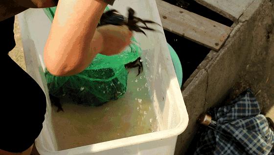 鲜冠阳澄湖大闸蟹,舌尖上的美味大闸蟹