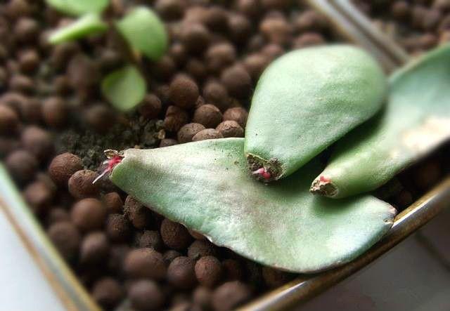 植物发黑腐烂，如何快速营救？黑腐病症状及解决方法！