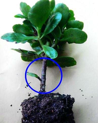 植物发黑腐烂，如何快速营救？黑腐病症状及解决方法！