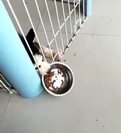 判断哈士奇是不是纯种的方法,很简单很实用