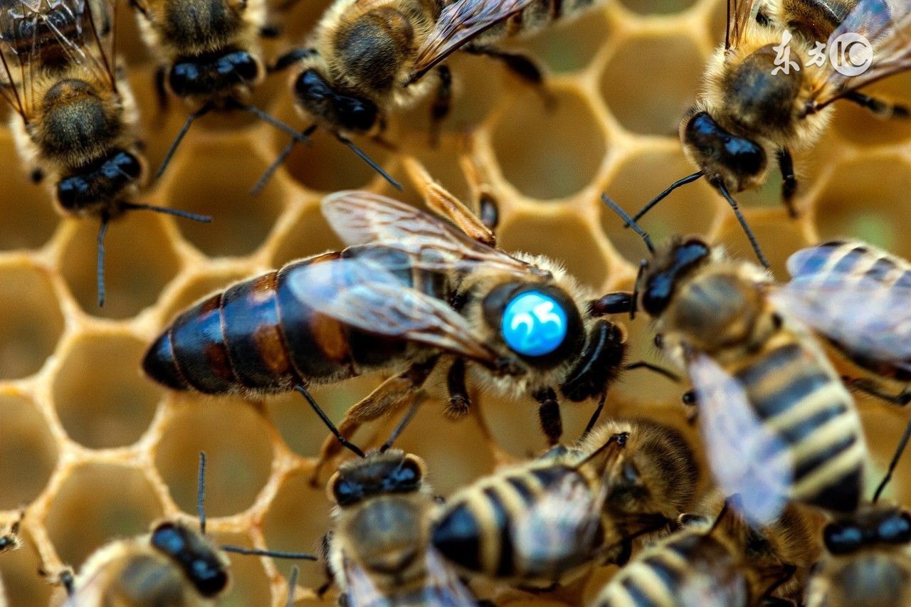 蜜蜂养殖实用技术教程大全,蜜蜂养殖技术新手养蜂入门