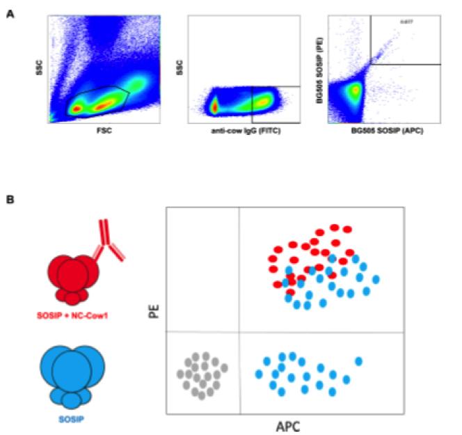 解析Nature重大突破！如何利用奶牛快速产生HIV通用型中和抗体