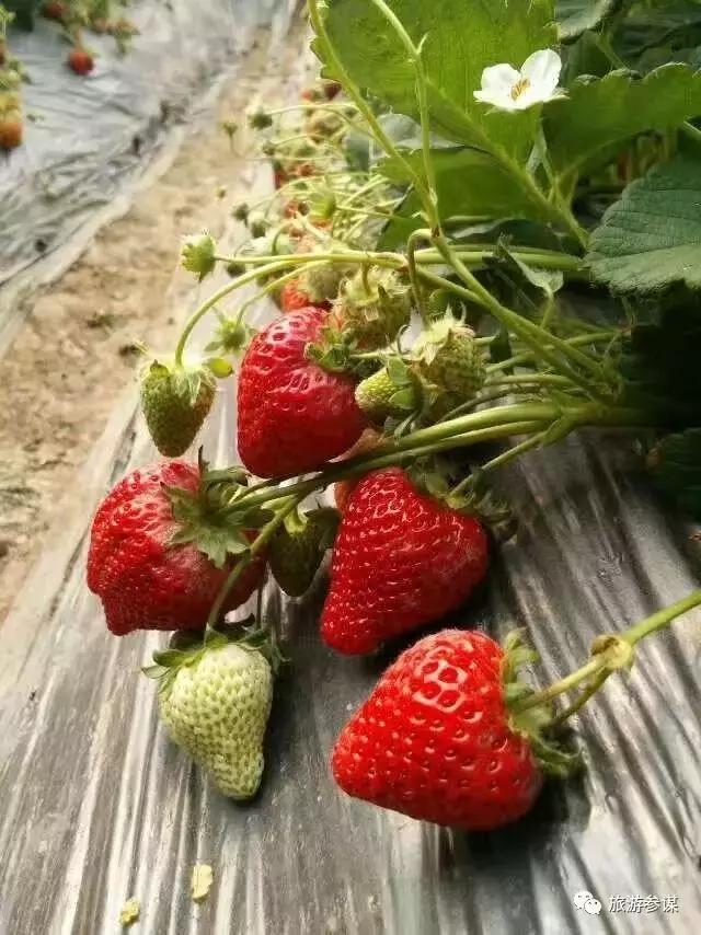 2017年梅花鹿节举办,长春双阳梅花鹿节