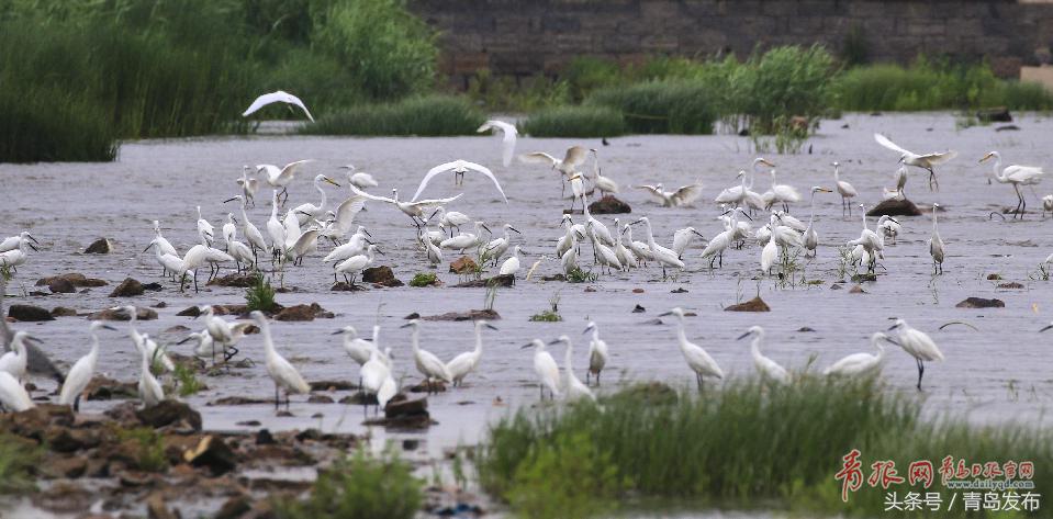 黑水河畔白鹭飞,墨水河里成群的小野鸭