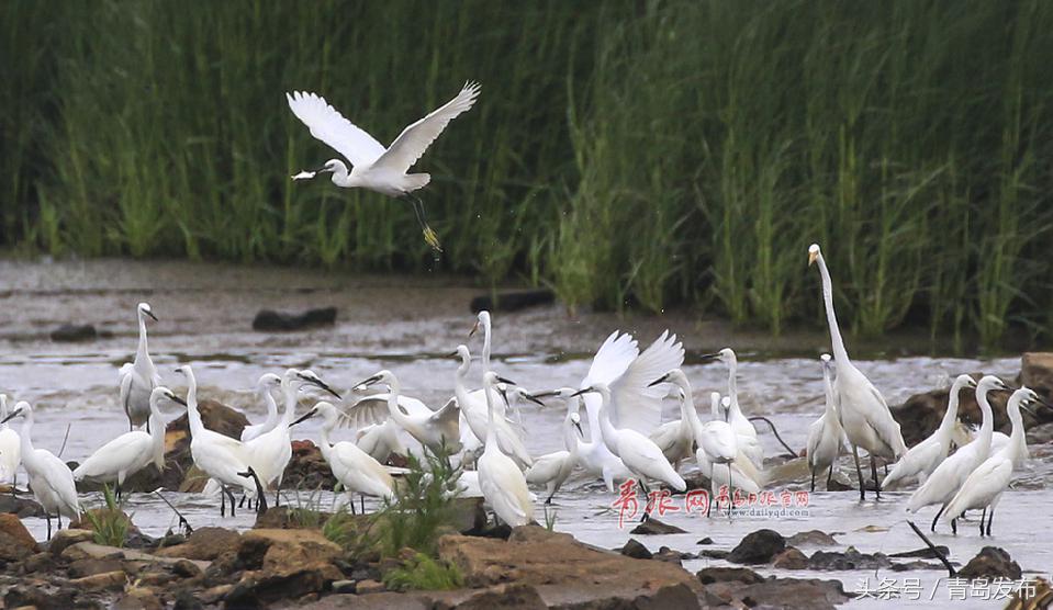黑水河畔白鹭飞,墨水河里成群的小野鸭