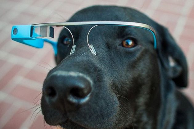 多功能驱狗神器,自动喂食器喊话