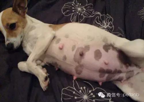 狗狗假孕和真孕的辨别,狗狗怀孕有白带正常吗