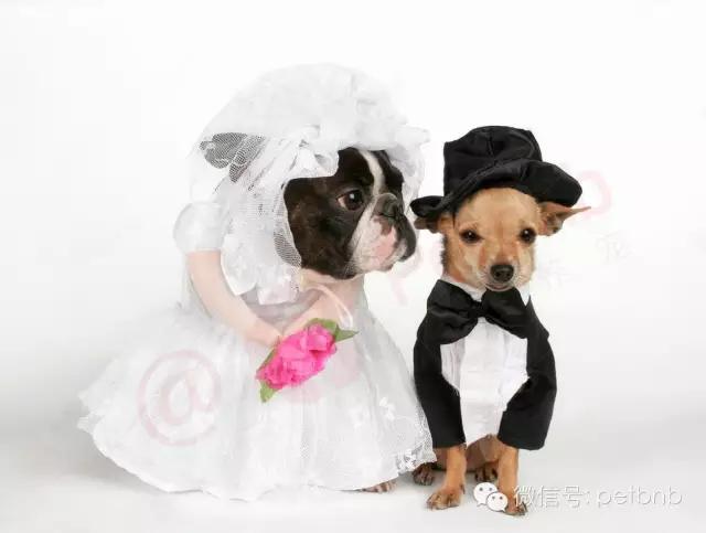 狗狗假孕和真孕的辨别,狗狗怀孕有白带正常吗