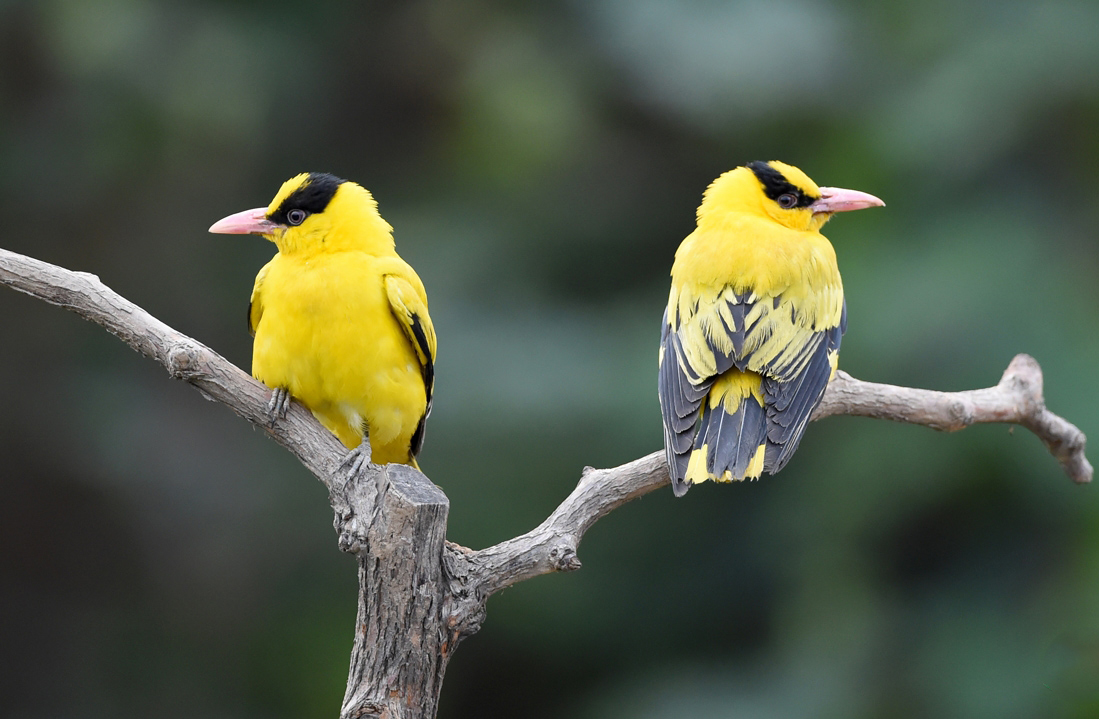为啥是两个黄鹂而不是两只黄鹂,到底是两只黄鹂还是两个黄鹂