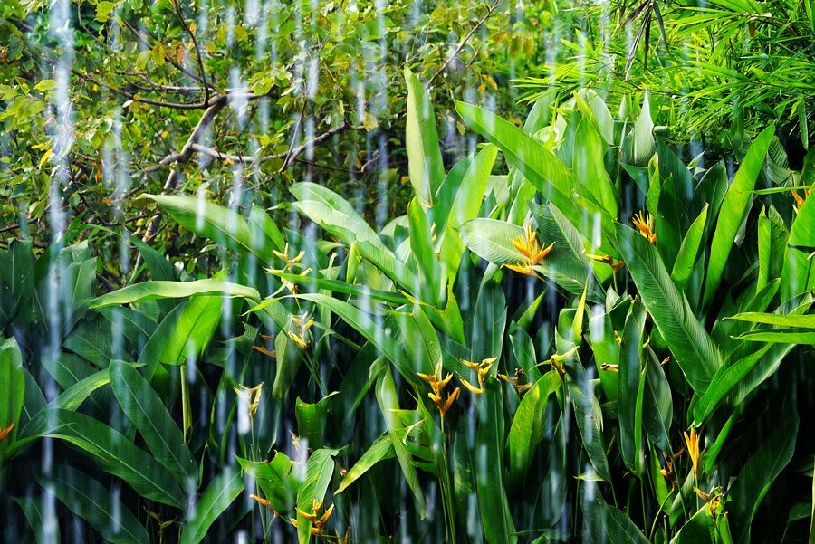 海南兴隆植物园的镇园之宝---“见血封喉”