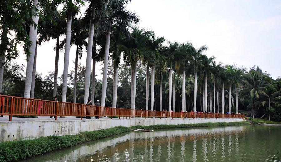 海南兴隆植物园的镇园之宝---“见血封喉”